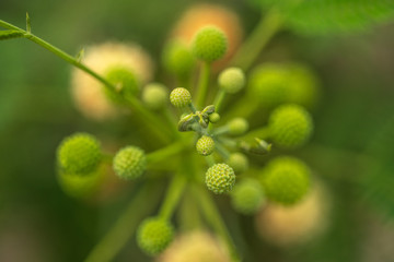 Green Dots Flower