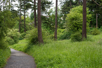 Fototapeta premium path in the forest