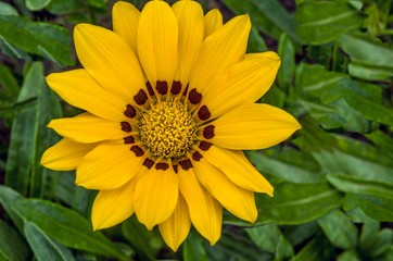 gazania big yellow flower growing alone in the park on the ground with green plants in the background Full frame zoom
