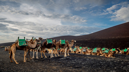 Group of camels ready for a trip in the volcanic area of Timanfaya park in Lanzarote, Canary Islands, Spain