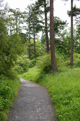 Path in the Forest