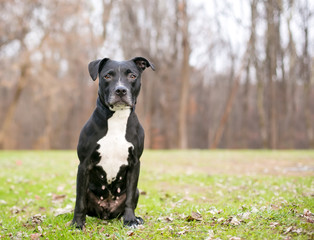 A black and white Pit Bull Terrier mixed breed dog sitting outdoors