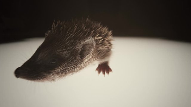 Slow motion baby hedgehog close up. Northern white-breasted or West European hedgehog aka common hedgehog.
