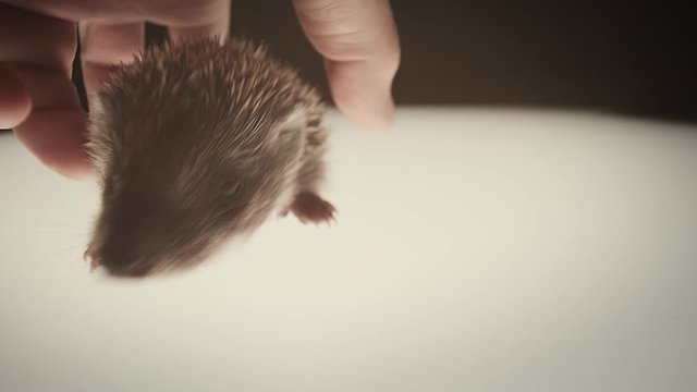 Defence reaction of a baby hedgehog. Slow motion. Close up. Northern white-breasted or West European hedgehog aka common hedgehog.