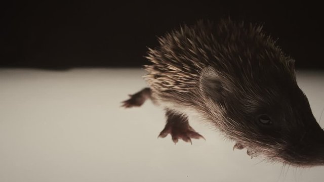 Slow motion baby hedgehog close up. Northern white-breasted or West European hedgehog aka common hedgehog.