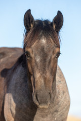 Portrait of a Wild Horse in Fall in the Utah Desert