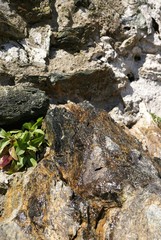 sprout in stone                  