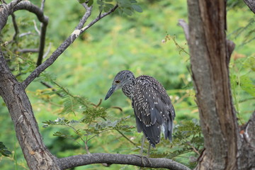 Limpkin visibly sad in tree