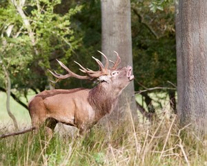 brame du cerf