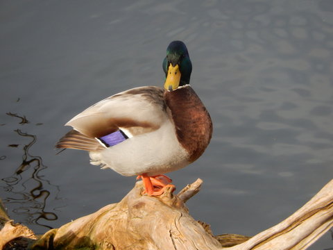 High Angle View Of Mallard Duck Perching On Wood By Lake