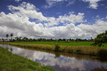View of a beautiful rice field with a canal and palm trees on a clear Sunny day against a blue sky with spectacular white clouds. Nature, landscape, world tourism.