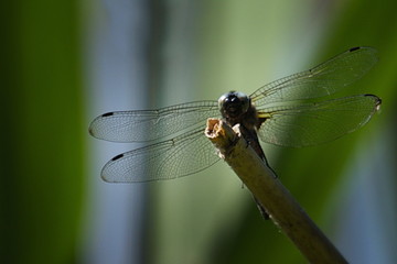 Libelle auf einem Ast im Garten 