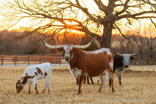 Texas longhorns in the pasture