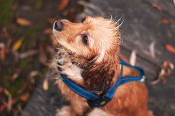 Portrait of a young handsome cocker spaniel puppy dog