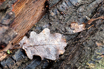 autumn leaf on tree bark