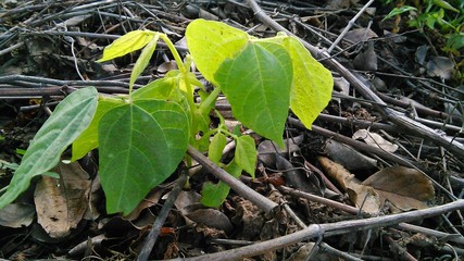 leaves in the grass