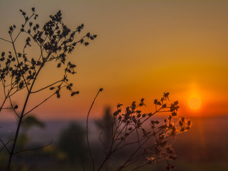 Fototapeta premium Silhouettes of stems of dry plants at sunrise and a cloudless sky