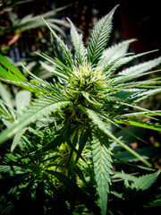 Marijuana bud close-up - Cannabis Sativa plant