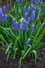 Beautiful blue Muscari flowers in early spring on a flower bed in the garden.