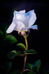 Fototapeta na wymiar Full detail of a white rose