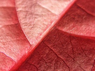 Extreme Close-Up Of Red Leaf