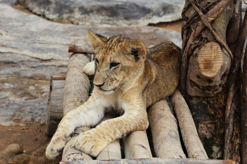 Lion cub lying on logs in the shade of a tree