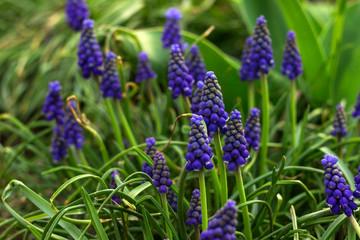 Muscari armeniacum, blue grape hyacinths is a perennial bulbous plant. Floral pattern, beautiful spring flowers in the flowerbed, blurred background