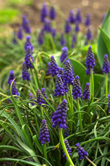 Muscari armeniacum, blue grape hyacinths is a perennial bulbous plant. Floral pattern, beautiful spring flowers in the flowerbed, blurred background