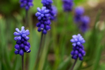 Muscari armeniacum, blue grape hyacinths is a perennial bulbous plant. Floral pattern, beautiful spring flowers in the flowerbed, blurred background