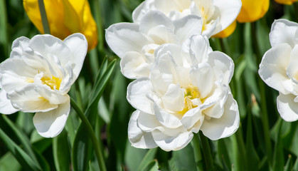 Obraz premium White terry daffodils in a field among yellow tulips