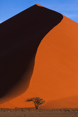 Beautiful landscape with red huge sand dunes and and lonely tree at sunset in desert. Sossusvlei, Namib Naukluft National Park, Namibia. Stunning natural geometry without people