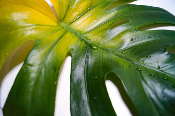 Obraz premium monstera deliciosa detail