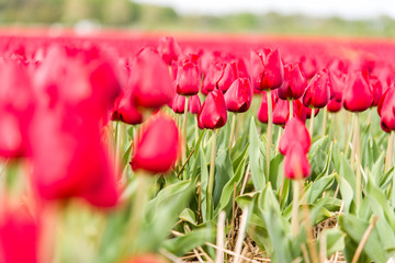 Tulips, the biggest symbol of beauty in netherlands.