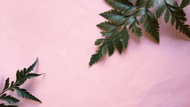 light pink background with horizontal green foliage