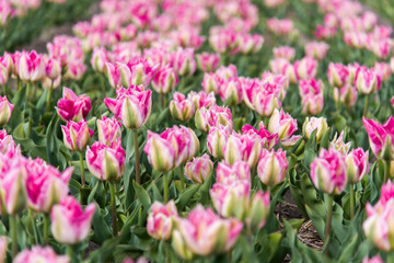 Tulips, the biggest symbol of beauty in netherlands.