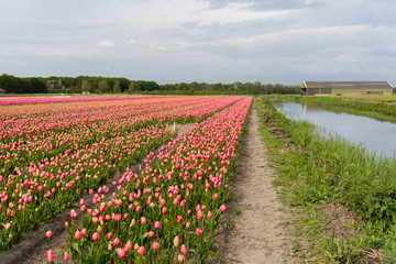 Tulips, the biggest symbol of beauty in netherlands.