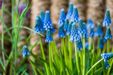 Blossom blue flowers. Blooming wildflowers.