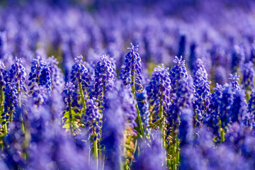 Blossom blue flowers. Blooming wildflowers.