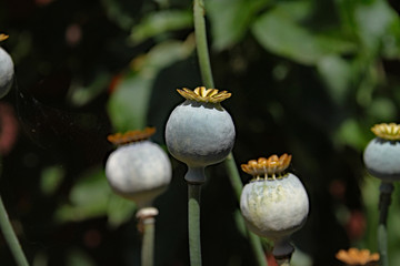 Close up of poppy seed heads ripening, prior to spreading their seeds.