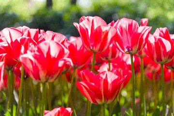 Tulips, the biggest symbol of beauty in netherlands.