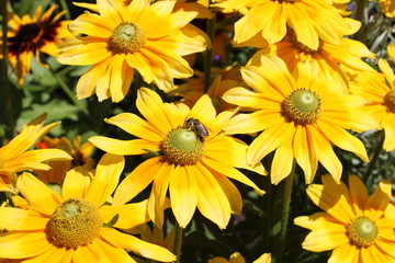 Bumblebee enjoying his time on flowers