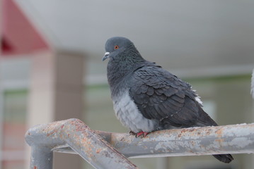 City pigeons sit on metal handrail. Urban wildlife. Beautiful animal