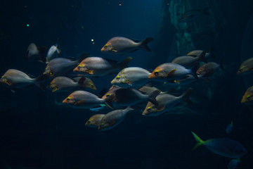 Obraz premium Aquarium Fish