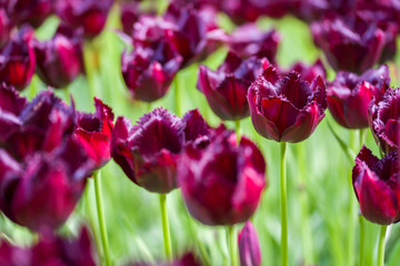 Tulips, the biggest symbol of beauty in netherlands.