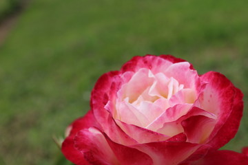 large bright red rose close up
