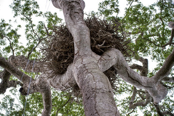  Harpy Eagle nest. Video recorded in Espirito Santo in 2015.