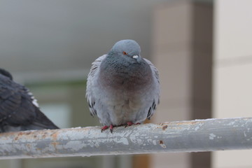 City pigeons sit on metal handrail. Urban wildlife. Beautiful animal