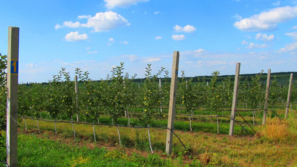 Fototapeta premium a young, apple orchard under a blue sky. fruits ripen on the branches