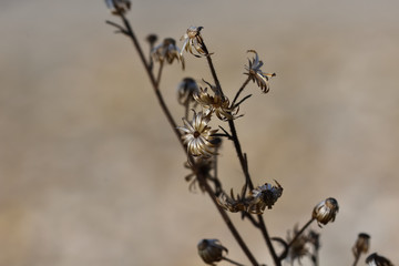 Small metallic-looking flowers in the meadow