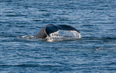 Very close encounter with humpback whales feeding along the shores of the Tabarin peninsula in the...